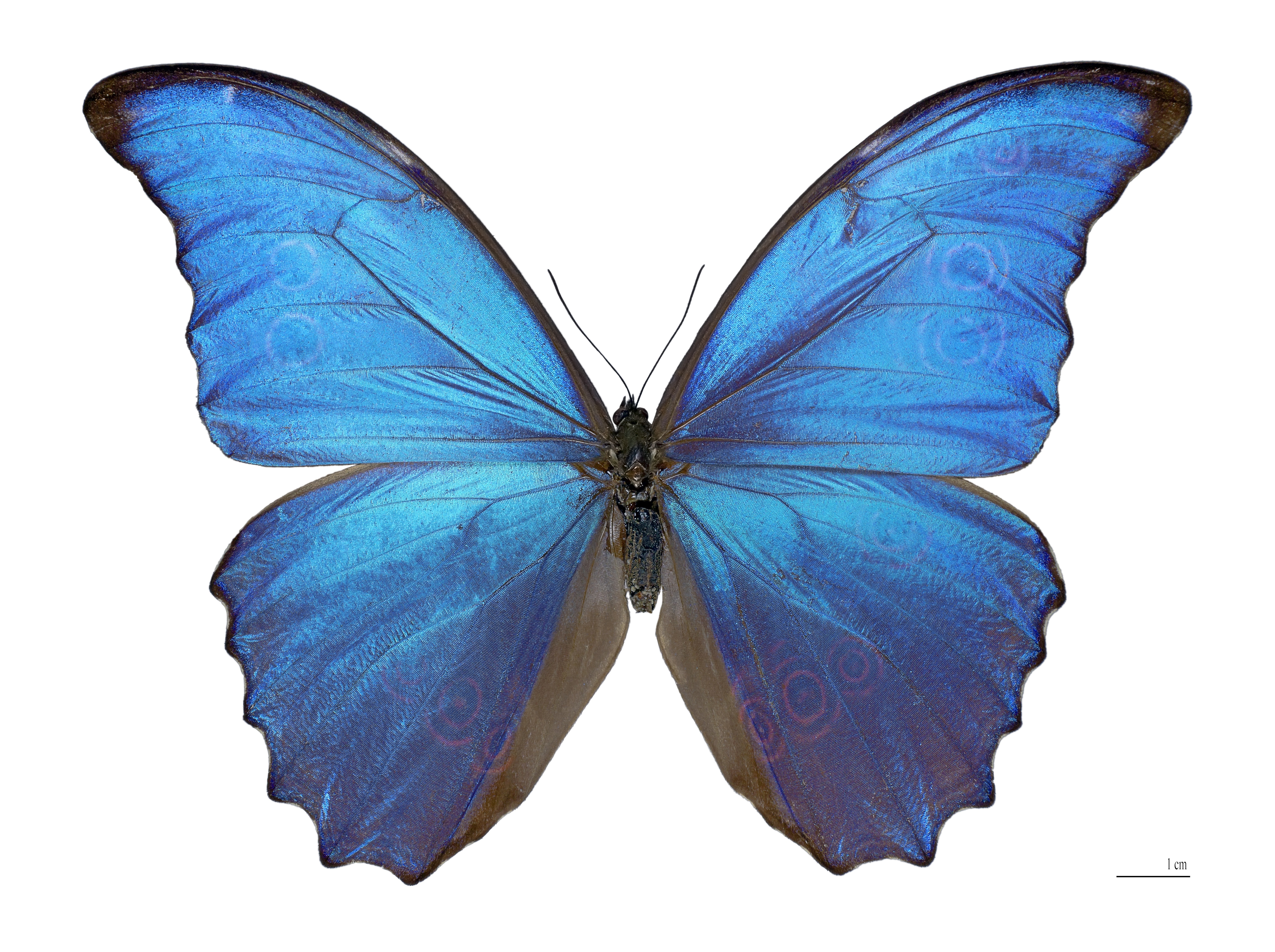 Morpho – Unweaving The Rainbow