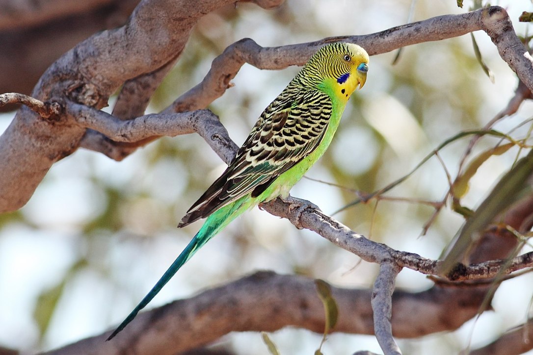 1280px-Budgerigar-male-strzelecki-qld